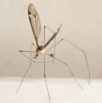 se protéger des moustiques