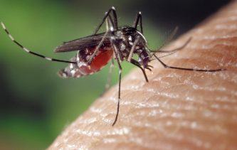 virus zika en voyage